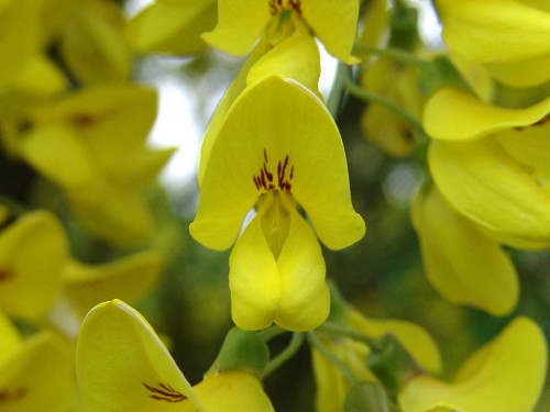 Laburnum anagyroides